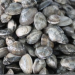 Frozen boiled Pied undulate meat, frozen cooked frozen vacuum clam.